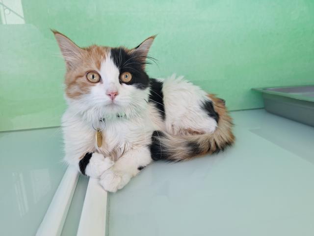 Callie - Female - Domestic MH