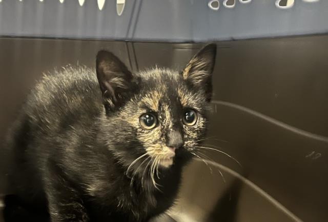  - Female - Domestic SH