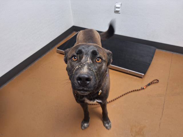 Skittles - Male - Nonspecific