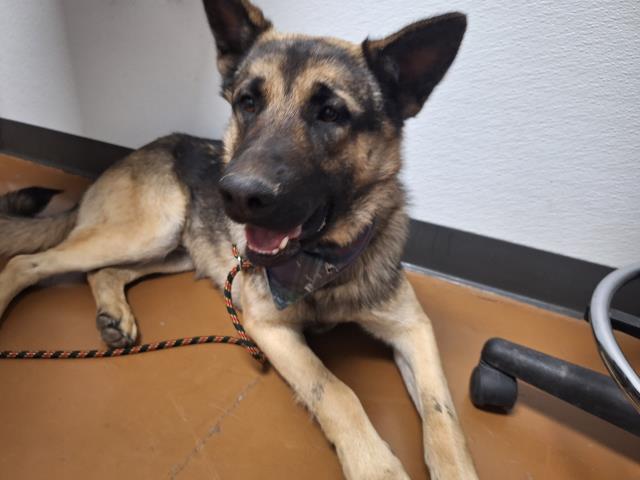Henry - Male - German Shepherd