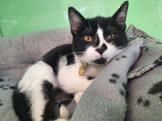 Bucatini - Female - Domestic SH