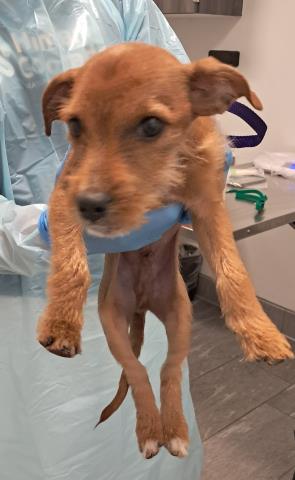 - Male - Terrier-Mix