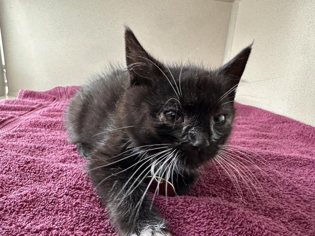  - Female - Domestic SH