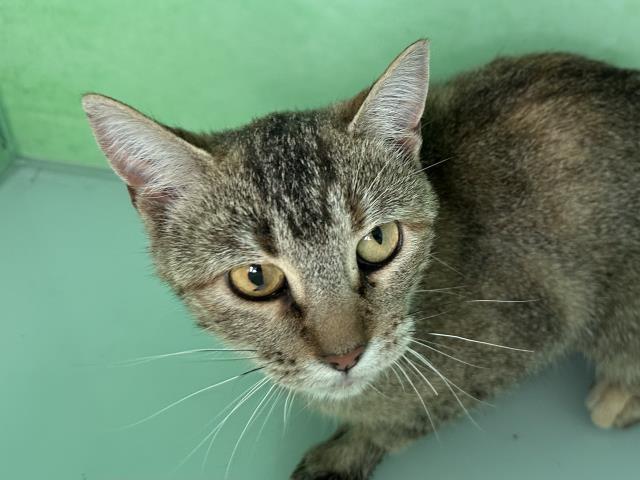 Dreamfyre - Female - Domestic SH