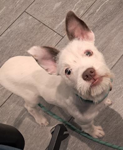 Elowen - Female - Nonspecific