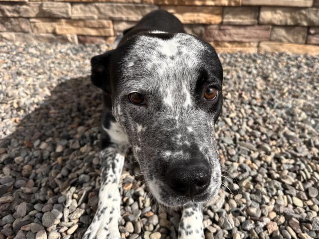 Smithers - Male - Nonspecific