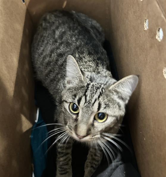  - Female - Domestic SH