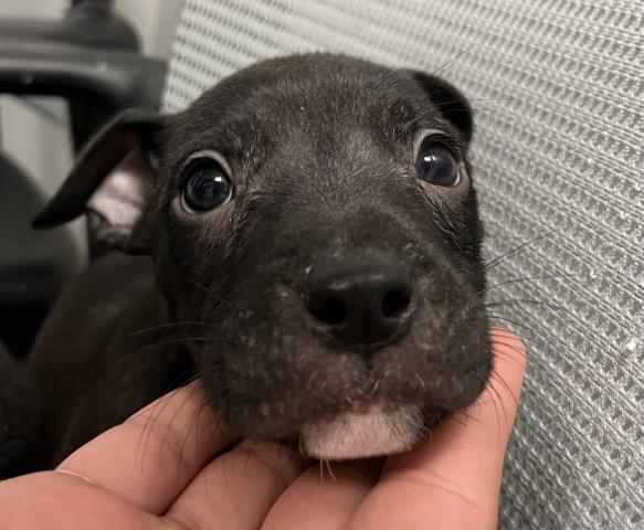  - Male - Nonspecific-Mix