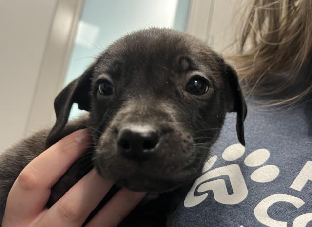 Pascal - Male - Nonspecific-Mix