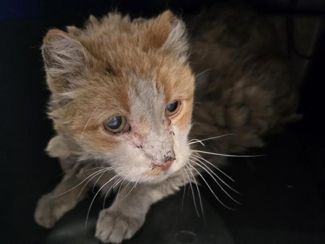  - Male - Domestic SH