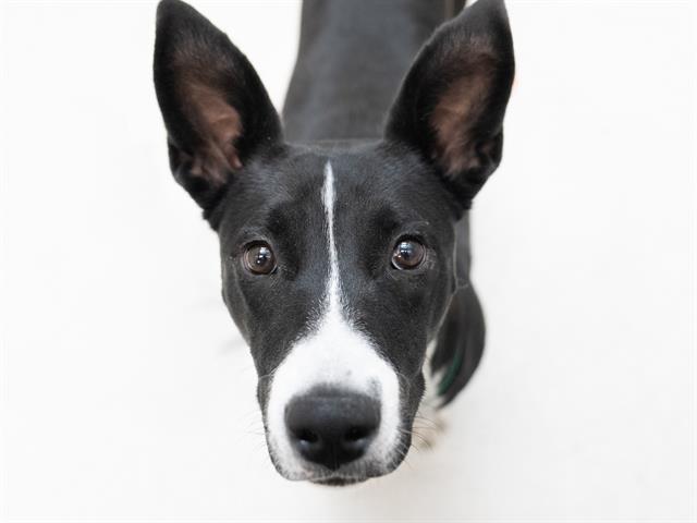 Kitty - Female - Border Collie