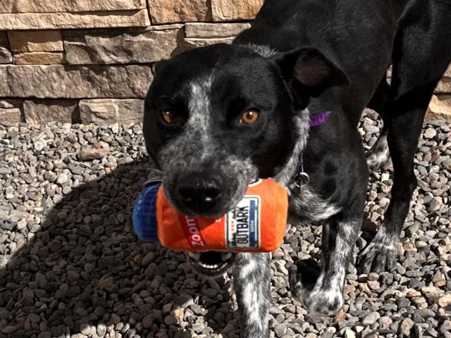 Ned - Male - Australian Cattle Dog-Mix
