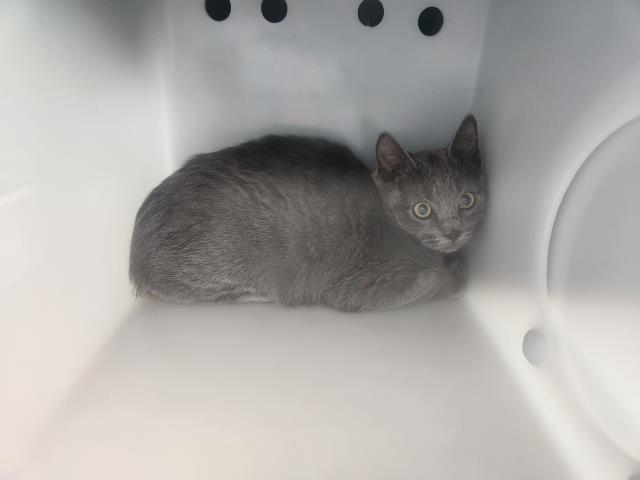 Arrax - Male - Domestic SH