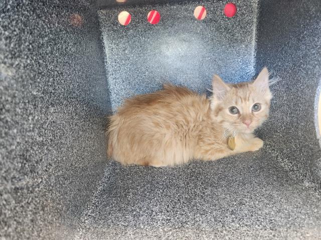 Dawn - Female - Domestic SH