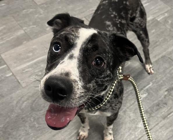  - Male - Catahoula Leopard Hound-Mix