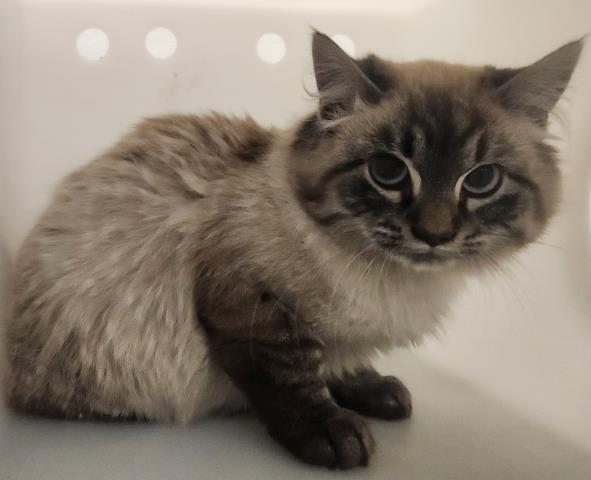  - Unknown - Domestic LH