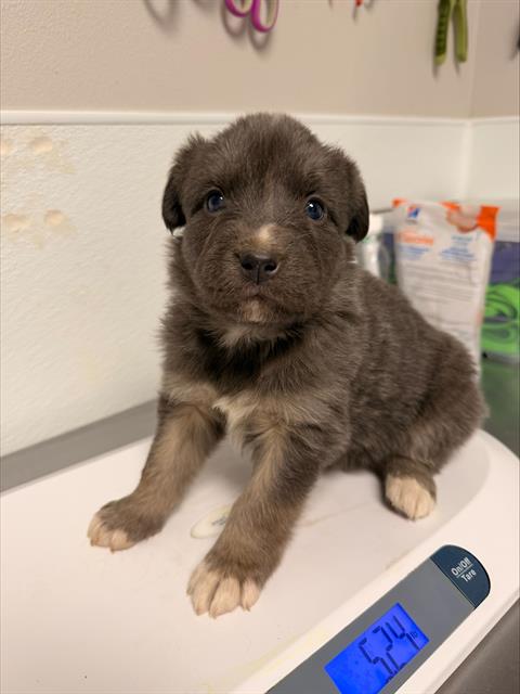  - Female - Siberian Husky-Mix