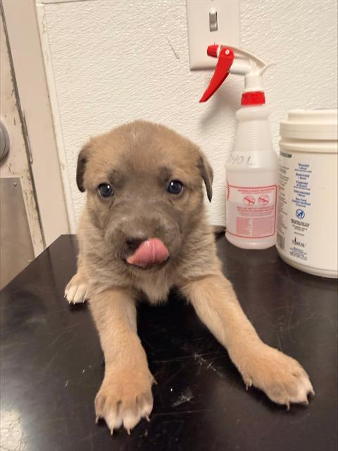  - Female - Siberian Husky-Mix