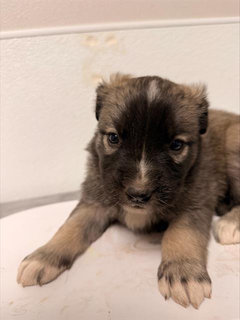  - Female - Siberian Husky-Mix