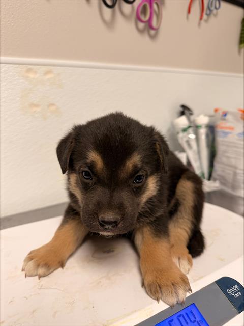  - Male - Siberian Husky-Mix