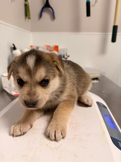  - Female - Siberian Husky-Mix
