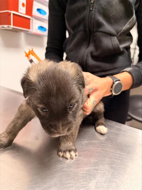  - Male - Siberian Husky-Mix