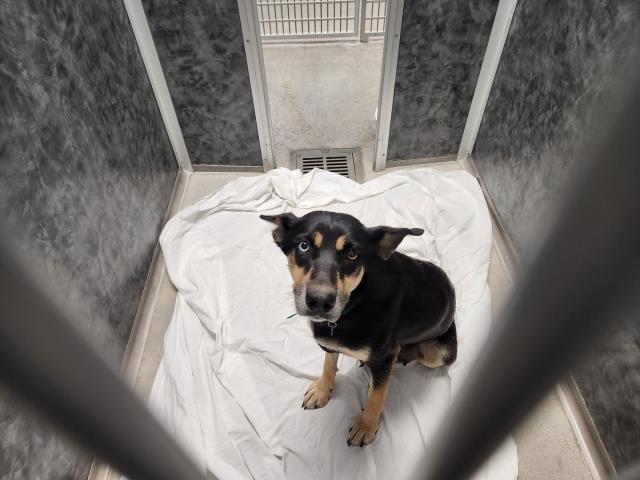  - Female - Siberian Husky-Mix