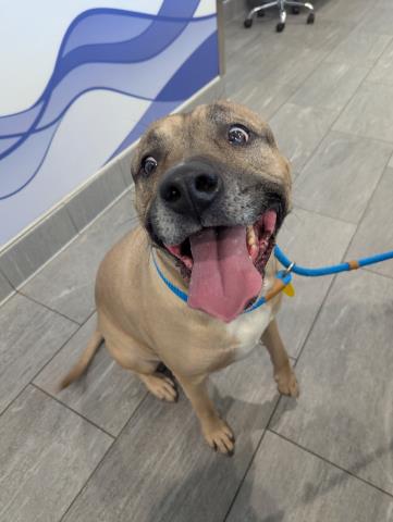  - Male - Pit Bull-Mix