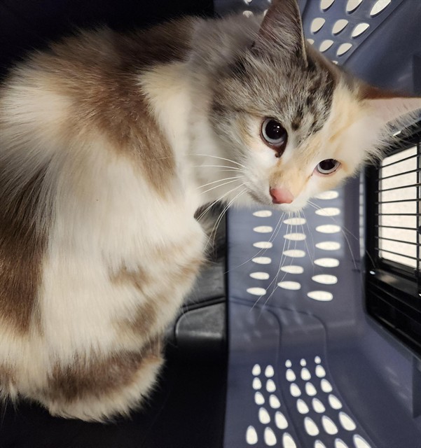  - Female - Domestic LH