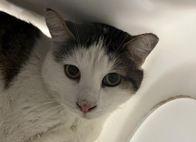  - Unknown - Domestic SH