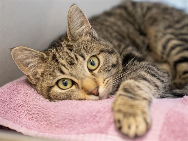 Smokey - Male - Domestic SH