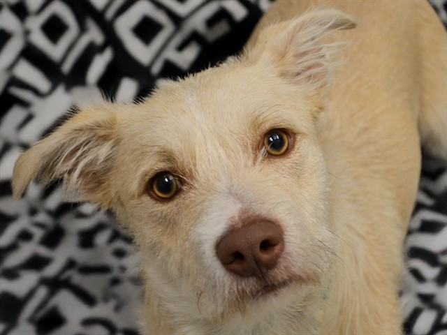 Reya - Female - Terrier-Mix