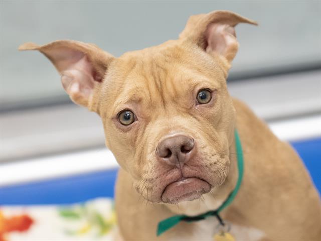 Athena - Female - Pit Bull-Mix