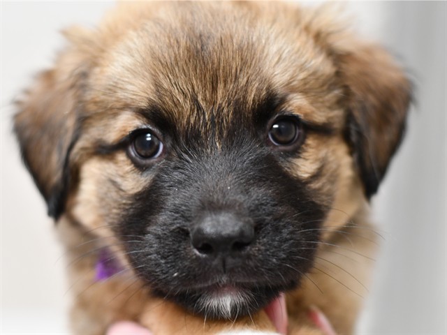 Hoover - Male - Siberian Husky-St Bernard