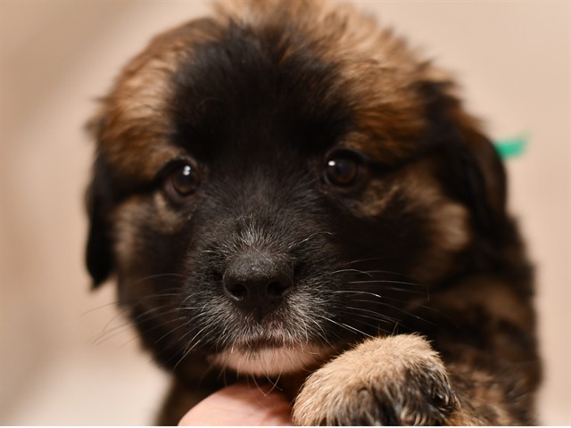 Bissel - Female - Siberian Husky-St Bernard