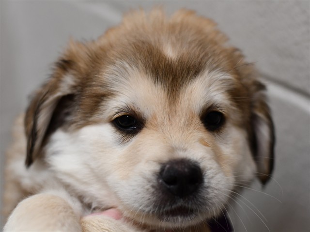 Shark - Male - Siberian Husky-St Bernard