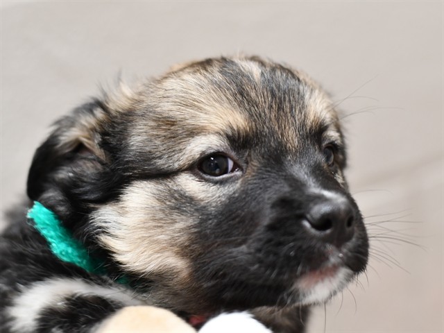 Roomba - Female - Siberian Husky-St Bernard