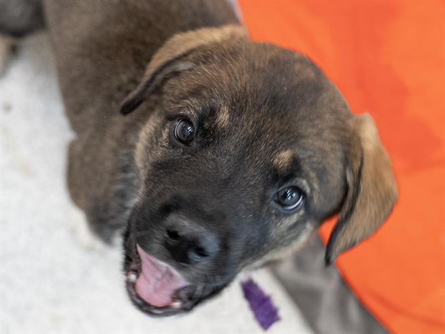 Miele - Male - Siberian Husky-St Bernard