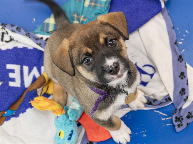 Dyson - Male - Siberian Husky-St Bernard