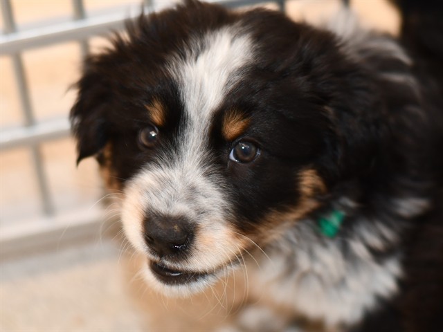Madame Blueberry - Female - Border Collie-Australian Cattle Dog