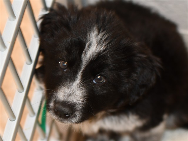 Petunia Rhubarb - Female - Border Collie-Australian Cattle Dog