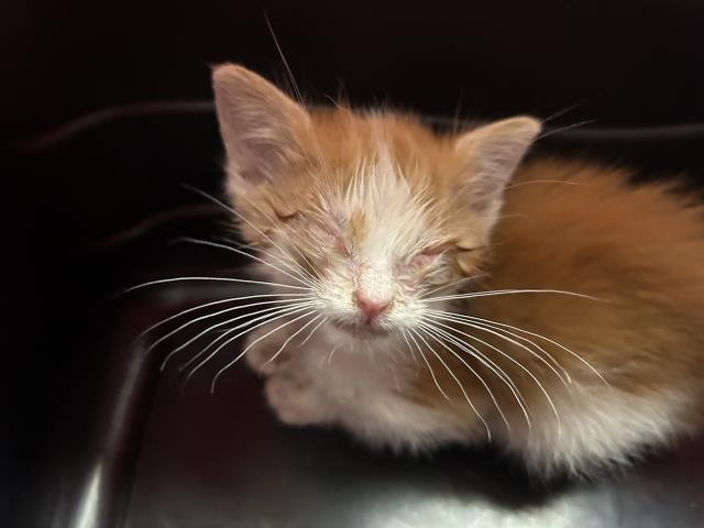 Peach - Female - Domestic SH