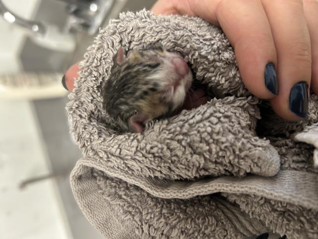  - Unknown - Domestic SH