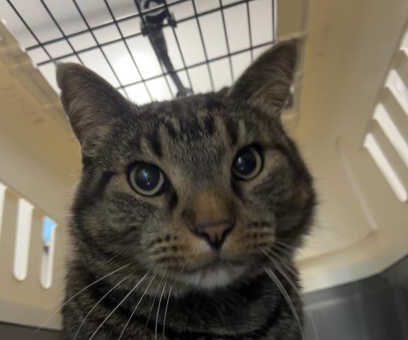  - Male - Domestic SH