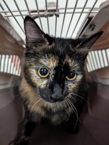  - Female - Domestic SH