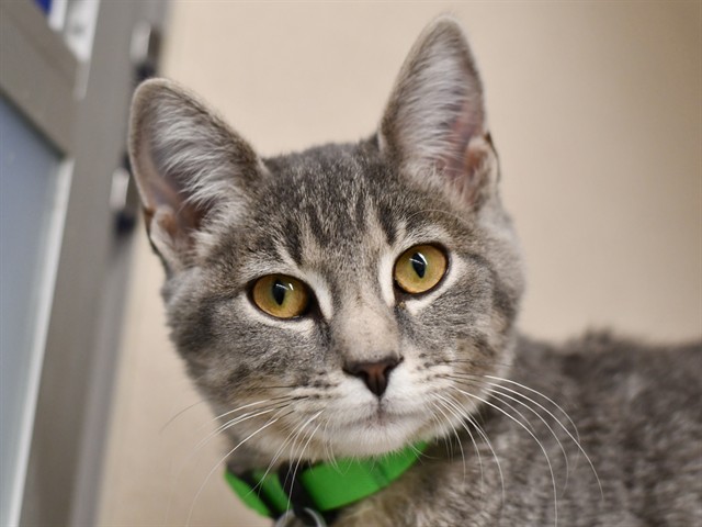 Tilly - Female - Domestic SH