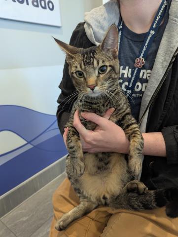  - Male - Domestic SH