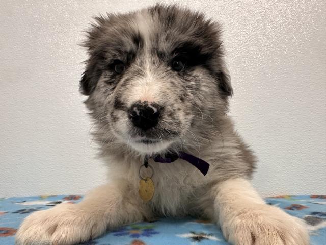 Milo - Male - Samoyed-Australian Shepherd