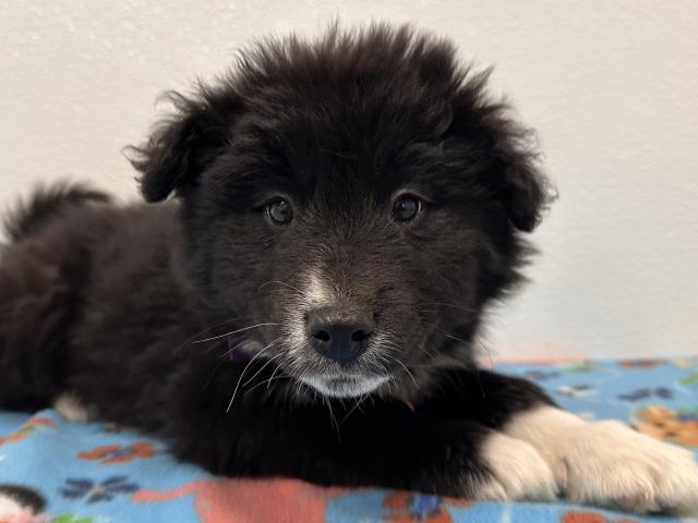 Jin - Male - Samoyed-Australian Shepherd