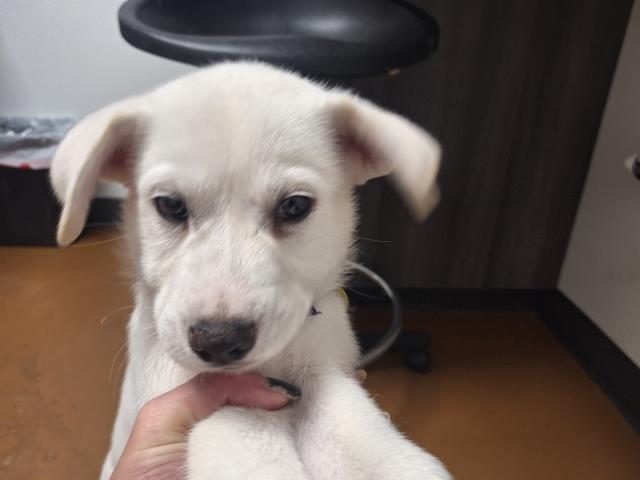  - Male - Labrador Retriever